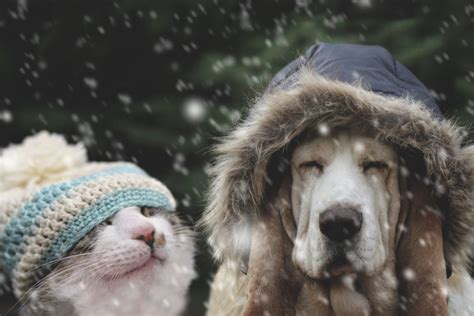 how to store a travel trailer in winter and why is it important to keep your pets warm during cold weather