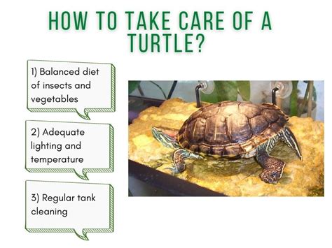 what do i need for a pet turtle? Exploring the Nuances of Turtle Care Beyond the Basics