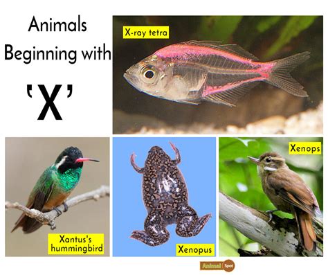 What is an X-Beginning Animal?