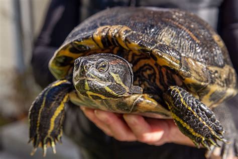 what is the best turtle for a pet? when choosing a turtle as a pet, it’s important to consider more than just its appearance or size.