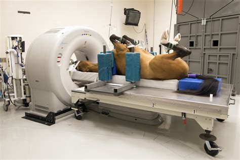 What is used to detect a fetus in a pregnant animal? And how does technology evolve in this field of veterinary medicine?