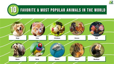 what's my favorite animal